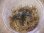 画像2: Bucephalandra sp. "Sintang 2D" from Sintang【HW0220-04】 (2)