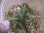 画像2: Bucephalandra sp. Sekadau4 Kal-barat【TB1611】 (2)