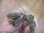 画像2: Bucephalandra sp. "Sintang 1SG" from Sintang【HW0220-03】 (2)