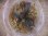 画像3: Bucephalandra sp. "Sintang 3D" from Sintang【HW0220-06】 (3)