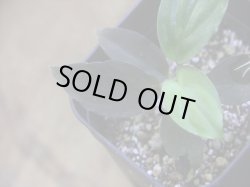 画像3: Homalomena humilis "赤葉赤輝流" from Entikong【HW0725-8】