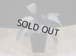 画像5: Homalomena humilis "赤葉赤輝" from Entikong【HW0725-8】