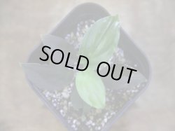 画像2: Homalomena humilis "赤葉赤輝流" from Entikong【HW0725-8】