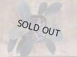 画像2: Homalomena humilis "赤葉赤輝" from Entikong【HW0725-8】