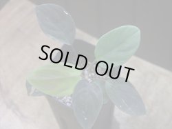 画像1: Homalomena humilis "赤葉赤輝流" from Entikong【HW0725-8】