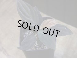 画像1: Homalomena humilis "赤葉赤輝" from Entikong【HW0725-8】