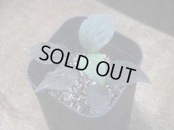 画像1: Homalomena humilis "赤葉赤輝流" from Entikong【HW0725-8】