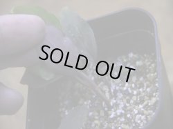 画像4: Homalomena humilis "赤葉赤輝流" from Entikong【HW0725-8】