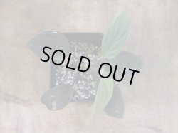 画像2: Homalomena humilis "赤葉赤輝流" from Entikong【HW0725-8】