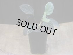 画像5: Homalomena humilis "赤葉赤輝流" from Entikong【HW0725-8】