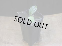 画像5: Homalomena humilis "赤葉赤輝流" from Entikong【HW0725-8】