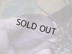 画像4: Homalomena humilis "赤葉赤輝" from Entikong【HW0725-8】