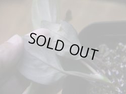 画像4: Homalomena humilis "赤葉赤輝流" from Entikong【HW0725-8】