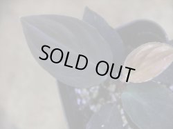 画像3: Homalomena humilis "赤葉赤輝" from Entikong【HW0725-8】