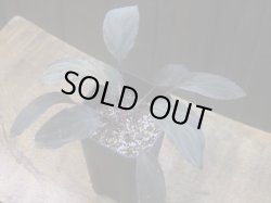 画像1: Homalomena humilis "赤葉赤輝" from Entikong【HW0725-8】