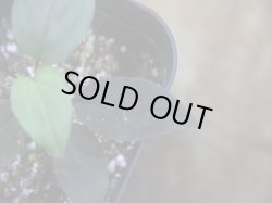 画像3: Homalomena humilis "赤葉赤輝流" from Entikong【HW0725-8】