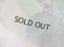 画像3: Homalomena humilis "赤葉赤輝流" from Entikong【HW0725-8】