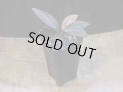 画像5: Homalomena humilis "赤葉赤輝" from Entikong【HW0725-8】