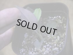 画像4: Homalomena humilis "赤葉赤輝流" from Entikong【HW0725-8】