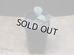 画像5: Homalomena humilis "赤葉赤輝流" from Entikong【HW0725-8】