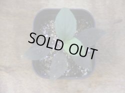 画像2: Homalomena humilis "赤葉赤輝流" from Entikong【HW0725-8】