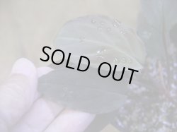 画像3: Homalomena humilis "赤葉赤輝" from Entikong【HW0725-8】