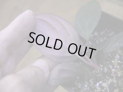 画像4: Homalomena humilis "赤葉赤輝" from Entikong【HW0725-8】