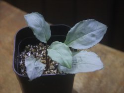 画像1: Homalomena sp. "Shirogane" SGR-DF from Pulau Lingga【HW0622-05】