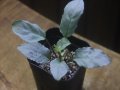 Homalomena sp. "Shirogane" SGR-DF from Pulau Lingga【HW0622-05】