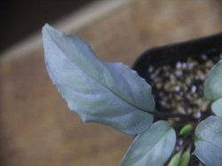 画像3: Homalomena sp. "Shirogane" SGR-DF from Pulau Lingga【HW0622-05】