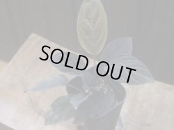 画像1: Homalomena humilis "黒葉赤輝" from Entikong【HW0725-9】