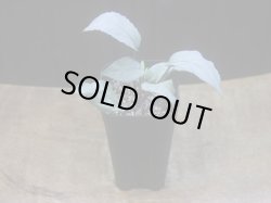 画像4: Homalomena sp. "Shirogane" SGR-DF from Pulau Lingga【HW0622-05】