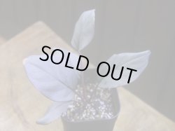 画像1: Homalomena sp. "Kurogane" SRP from Pulau Lingga【HW1017-XX】