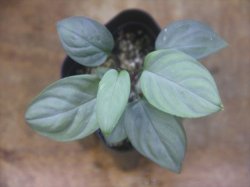 画像3: Homalomena sp. "Shirogane" SGR from Pulau Lingga【HW1017-XX】