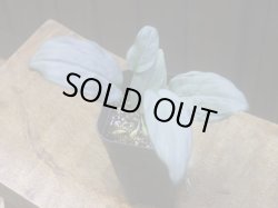 画像1: Homalomena sp. "Shirogane" SGG from Pulau Lingga【HW1017-XX】