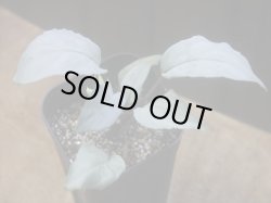 画像1: Homalomena sp. "Shirogane" SGR-DF from Pulau Lingga【HW0622-05】