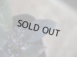 画像3: Homalomena humilis "紫葉紫脚流" from Bengkayang【HW0725-5b】