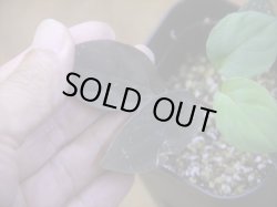 画像3: Homalomena humilis "紫葉紫脚流" from Bengkayang【HW0725-5b】