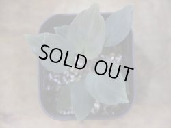 画像3: Homalomena sp. "Roanapur" BR from Pulau Lingga【HW1017-01】