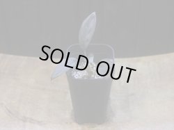 画像4: Homalomena sp. "Aragane No.33" from Pulau Lingga【HW0622-05】