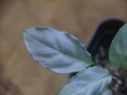 画像2: Homalomena sp. "Shirogane" SGR-DF from Pulau Lingga【HW0622-05】