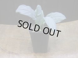 画像4: Homalomena sp. "Shirogane" SGG from Pulau Lingga【HW1017-XX】