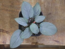 画像3: Homalomena sp. "Shirogane" SGR from Pulau Lingga【HW1017-XX】