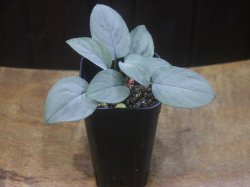 画像4: Homalomena sp. "Shirogane" SGR from Pulau Lingga【HW1017-XX】