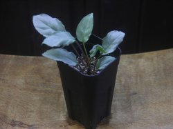 画像4: Homalomena sp. "Shirogane" SGR-DF from Pulau Lingga【HW0622-05】