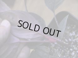 画像4: Homalomena humilis "黒葉赤輝" from Entikong【HW0725-9】