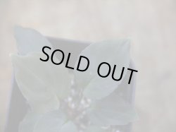 画像2: Homalomena sp. "Roanapur" BR from Pulau Lingga【HW1017-01】