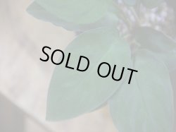 画像3: Homalomena humilis from Pulau Lingga【HW0824-06】