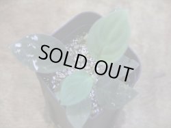 画像1: Homalomena humilis "紫葉紫脚流" from Bengkayang【HW0725-5b】