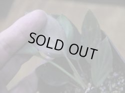 画像3: Homalomena humilis "紫葉紫脚流" from Bengkayang【HW0725-5b】